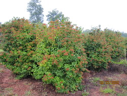 Viburnum dilitatum 'Asian Beauty' — photo 1