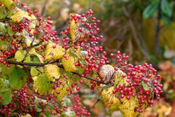 Viburnum dilitatum 'Asian Beauty' — photo 3