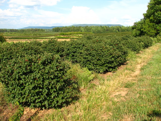 Viburnum dilitatum Catskill