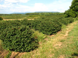 Viburnum dilitatum Catskill — photo 1