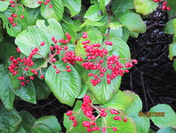 Viburnum dilitatum Catskill — photo 2