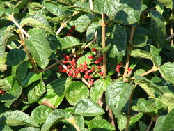 Viburnum dilitatum Catskill — photo 3