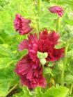 Alcea rosea 'Queeny Purple' — photo 1