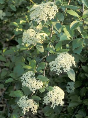 Viburnum lentago — photo 1