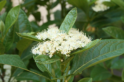 Viburnum nudum 'Winterthur' — photo 2