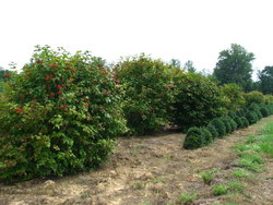 Viburnum opulus — photo 1