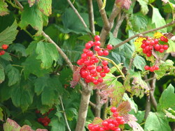 Viburnum opulus — photo 2