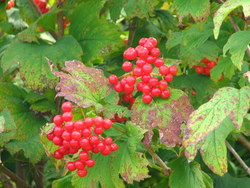 Viburnum opulus — photo 3