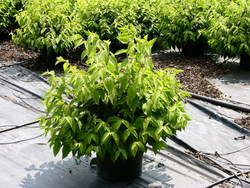 Viburnum plicatum tom. 'Mariesi' — photo 1