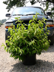 Viburnum plicatum tom. 'Mariesi' — photo 2