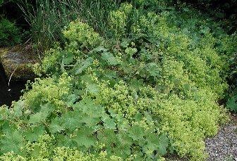 Alchemilla mollis — photo 1