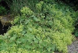 Alchemilla mollis — photo 1