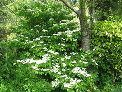 Viburnum plicatum tom. 'Mariesi' — photo 5