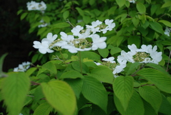 Viburnum plicatum tom. 'Shasta' — photo 1