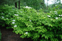 Viburnum plicatum tom. 'Shasta' — photo 2
