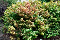 Viburnum plicatum 'Newport' — photo 1