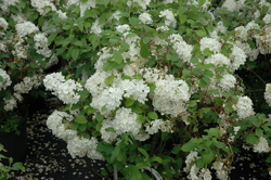 Viburnum plicatum 'Newport' — photo 2