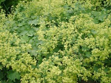 Alchemilla mollis Thriller — photo 1