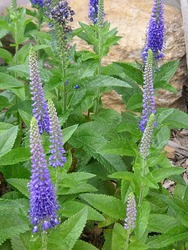 Veronica longifolia subsessilis Sunny Border Blue — photo 1