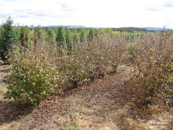 Viburnum plicatum Kerns Pink — photo 1