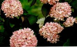 Viburnum plicatum Kerns Pink — photo 4