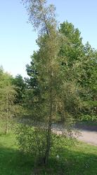 Alnus glutinosa 'Imperialis' — photo 1