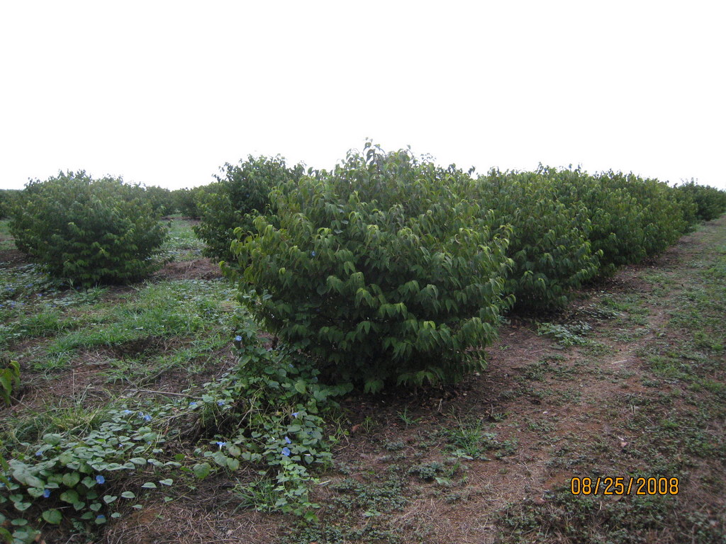 Viburnum plicatum var. tomentosum Lanarth — photo 1