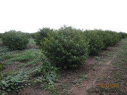 Viburnum plicatum var. tomentosum Lanarth — photo 1
