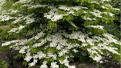 Viburnum plicatum var. tomentosum Lanarth — photo 4