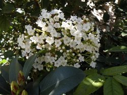 Viburnum tinus Spring Bouquet — photo 1