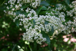 Viburnum sieboldii — photo 1