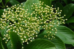 Viburnum sieboldii — photo 2