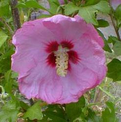 Althaea syriacus 'Aphrodite' — photo 1