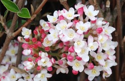 Viburnum x burkwoodii 'Mohawk' — photo 2