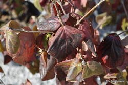 Viburnum x juddi — photo 1