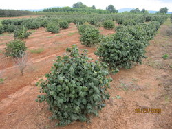 Viburnum x juddi — photo 2