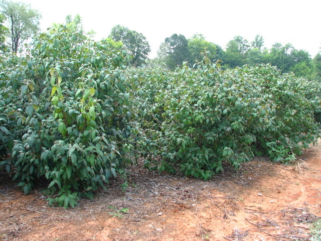 Viburnum x Willowwood