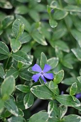 Vinca minor 'Ralph Shugert' — photo 1