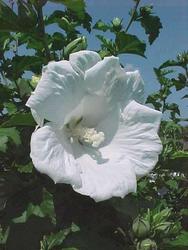 Althaea syriacus 'Diana' — photo 1