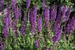 Salvia nemorosa 'May Night' — photo 1