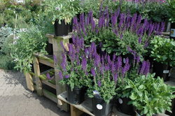Salvia nemorosa 'May Night' — photo 2