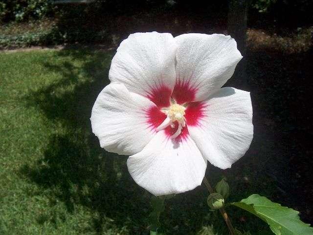 Althaea syriacus 'Helene' — photo 1