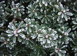 Tsuga diversifolia — photo 4