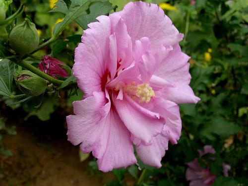 Althaea syriacus 'Lavender Chiffon' — photo 1