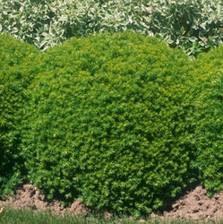Taxus media Brownii — photo 2