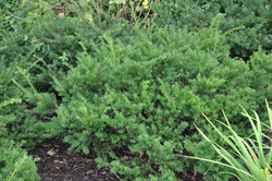 Taxus x media 'Meadowbrook' — photo 1