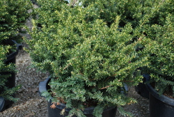 Taxus x media 'Meadowbrook' — photo 2