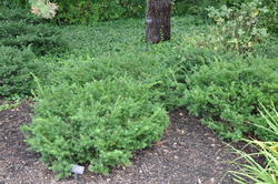 Taxus x media 'Meadowbrook' — photo 3