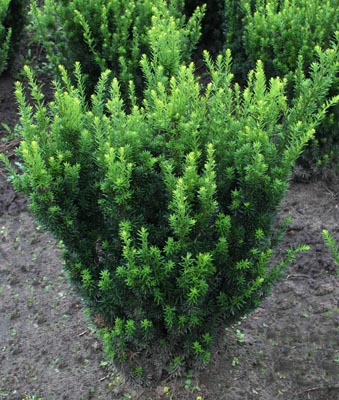 Taxus x media Green Mountain - The Site Gardener