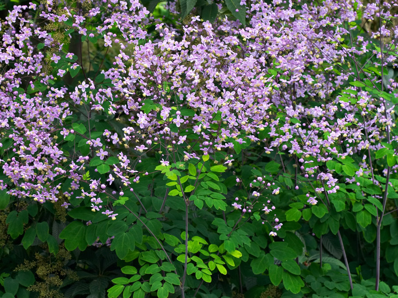 Thalictrum rochebrunianum